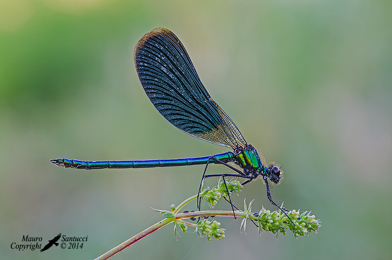 Calopteryx virgo ?